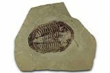 Colorful Asaphid Trilobite With Antenna - Fezouata Formation #353347-1